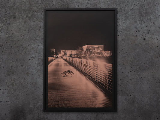 Fox - Singular Papers