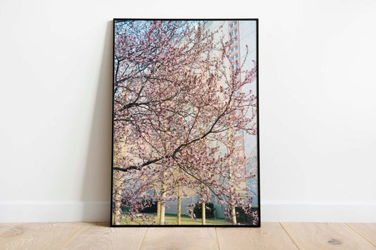 Cherry in Marzahn - Berlin Series - Singular Papers