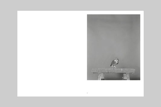 Parliament of Owls - Singular Papers