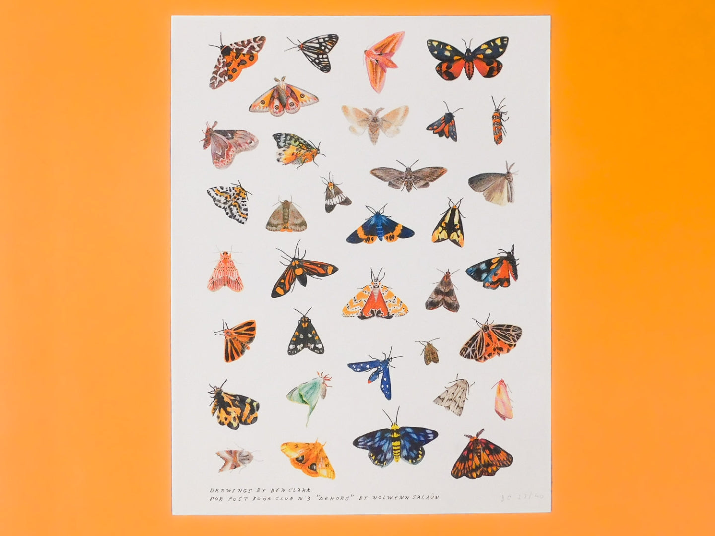 Moths - Singular Papers