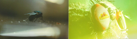 The Fly - Singular Papers