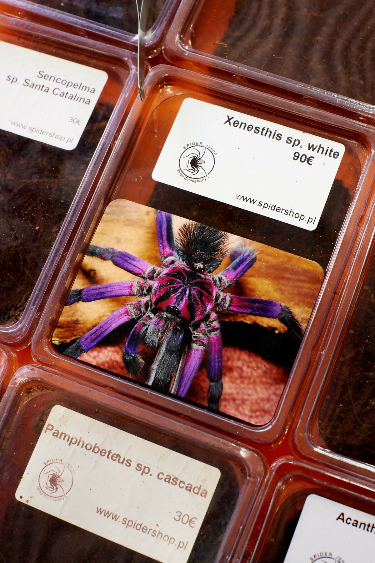 Animabilia - Singular Papers