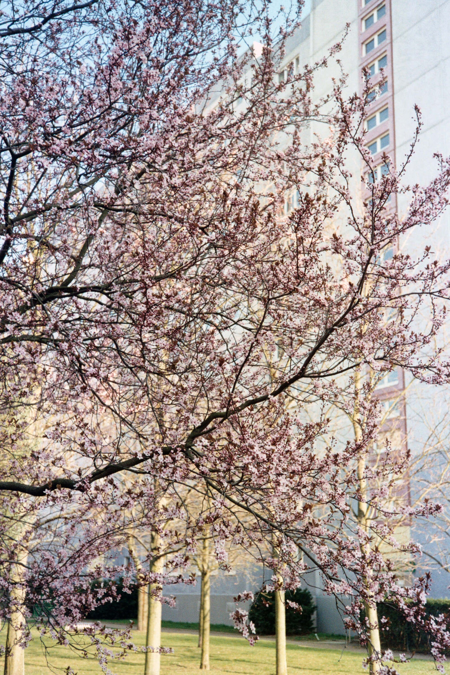 Cherry in Marzahn - Berlin Series