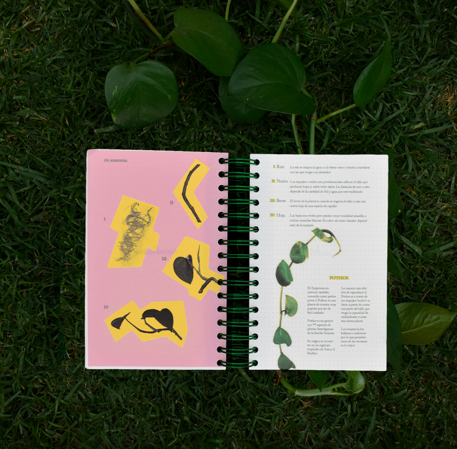 Self-care guide: 4 lessons of a pothos - Artist book