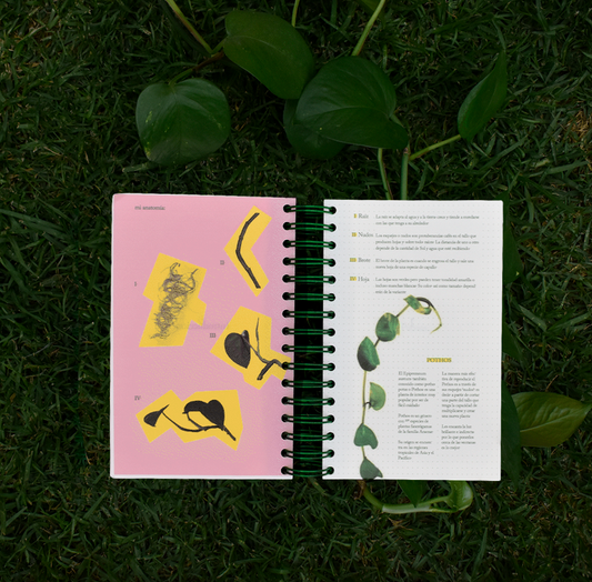 Self-care guide: 4 lessons of a pothos - Singular Papers