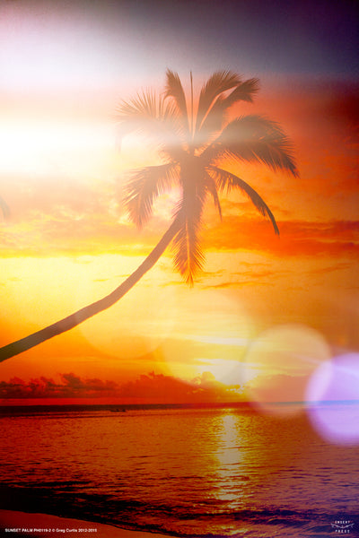 Sunset Palm